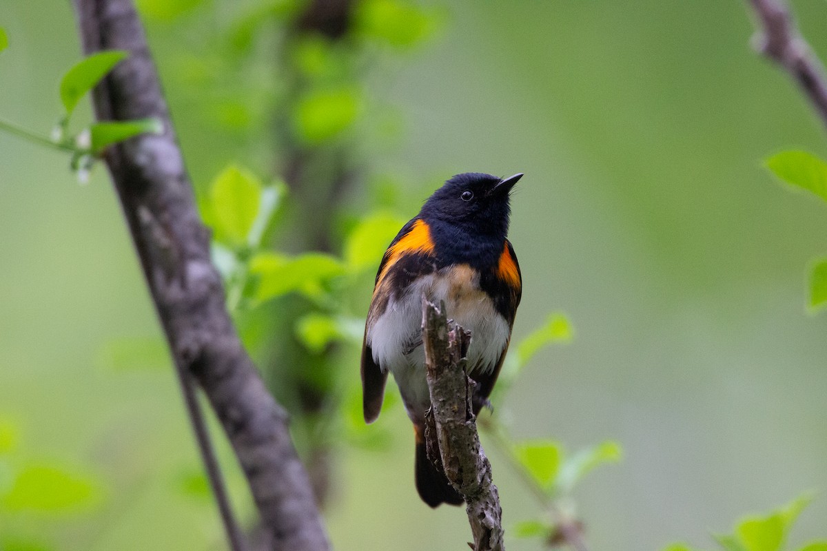 American Redstart - Abraham Bowring