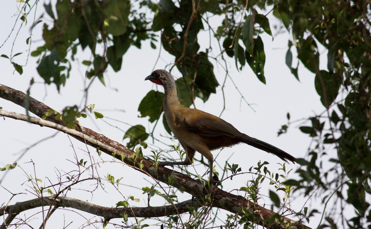 Rufous-vented Chachalaca (Rufous-tipped) - ML23909481