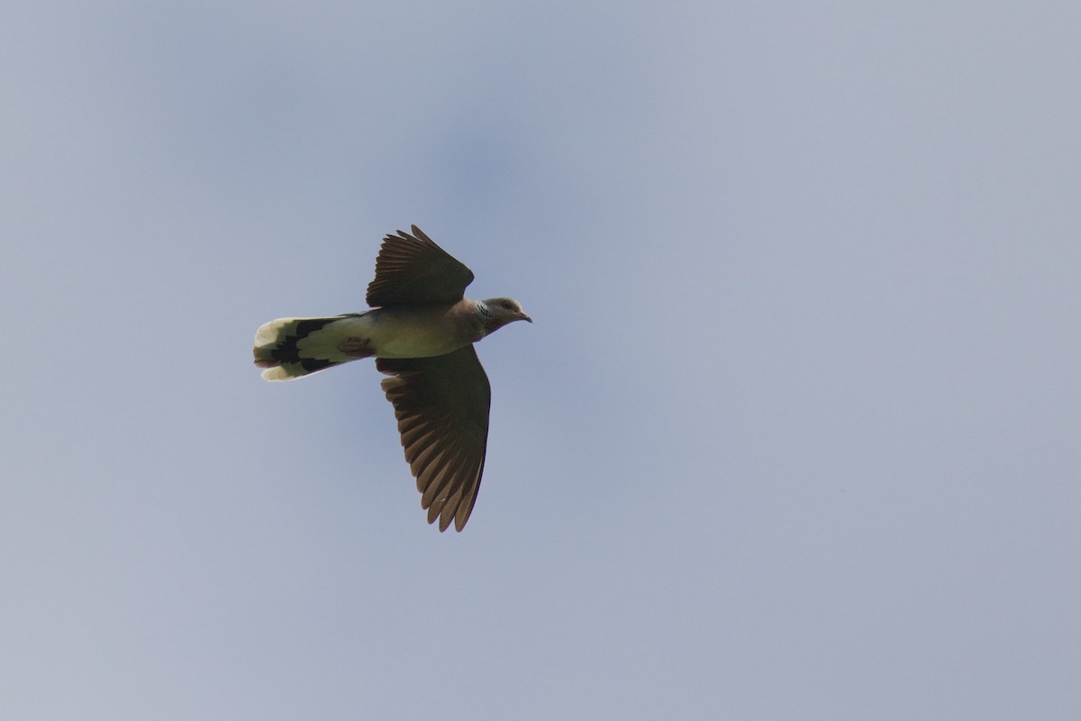 European Turtle-Dove - ML239095021