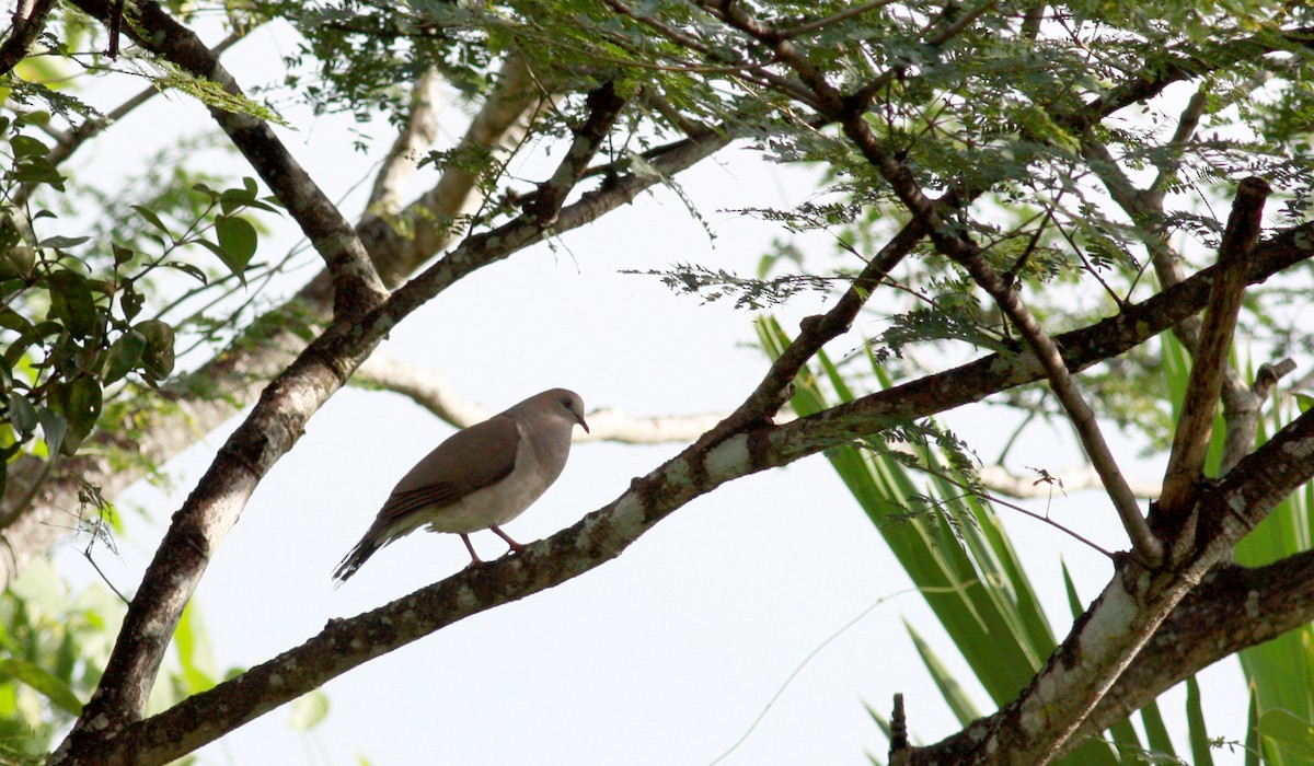 White-tipped Dove - ML23909511