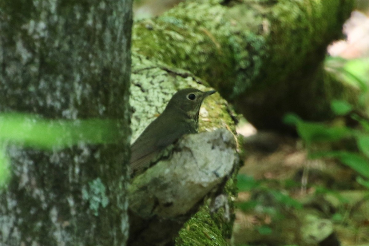 Swainson's Thrush - E R