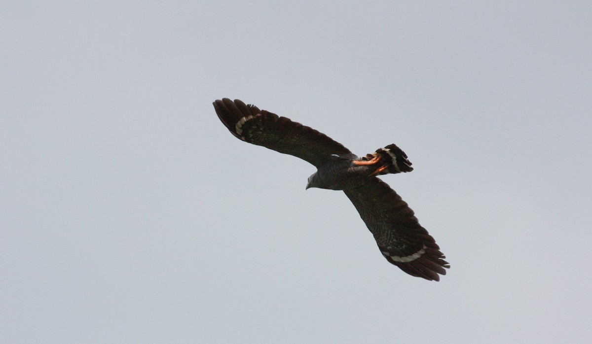 tranevåk (caerulescens) - ML23909591