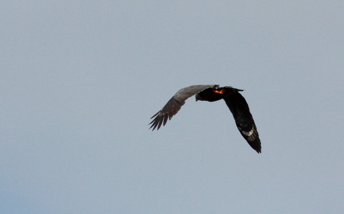 Crane Hawk (Gray) - ML23909621