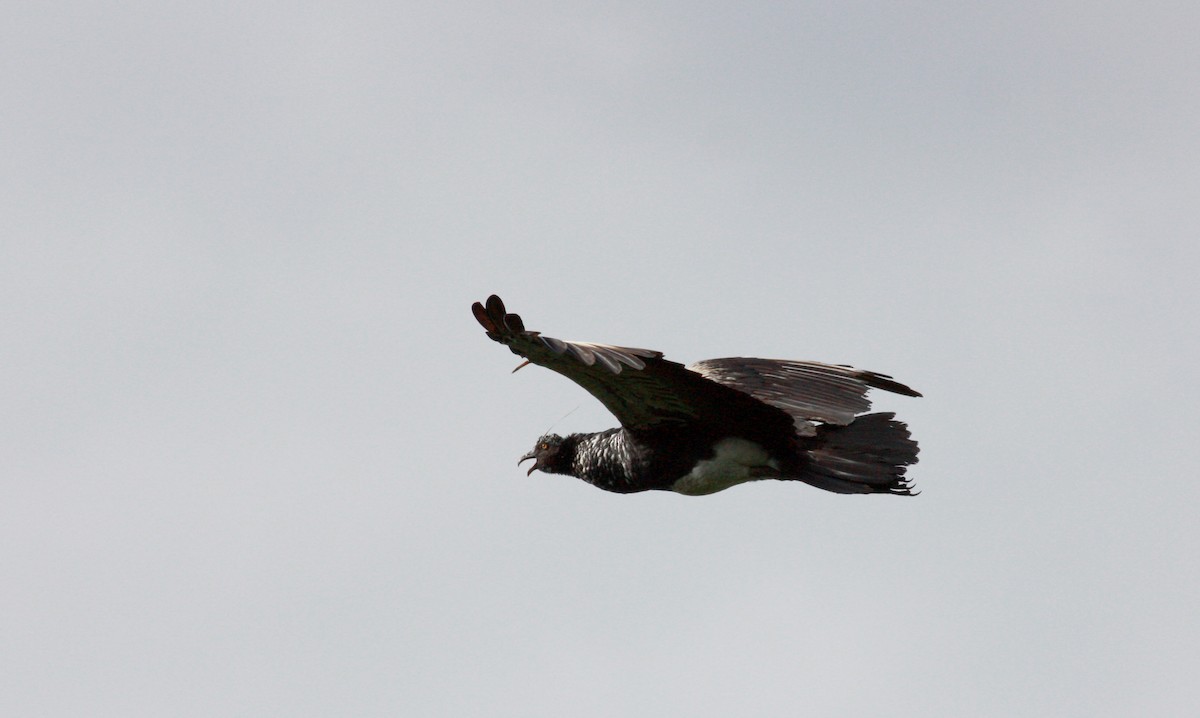 Horned Screamer - Jay McGowan