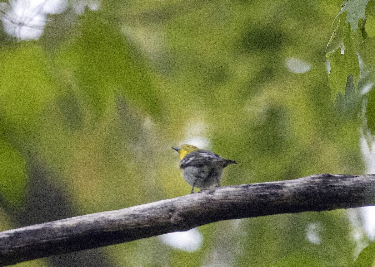 Yellow-throated Vireo - ML239096511