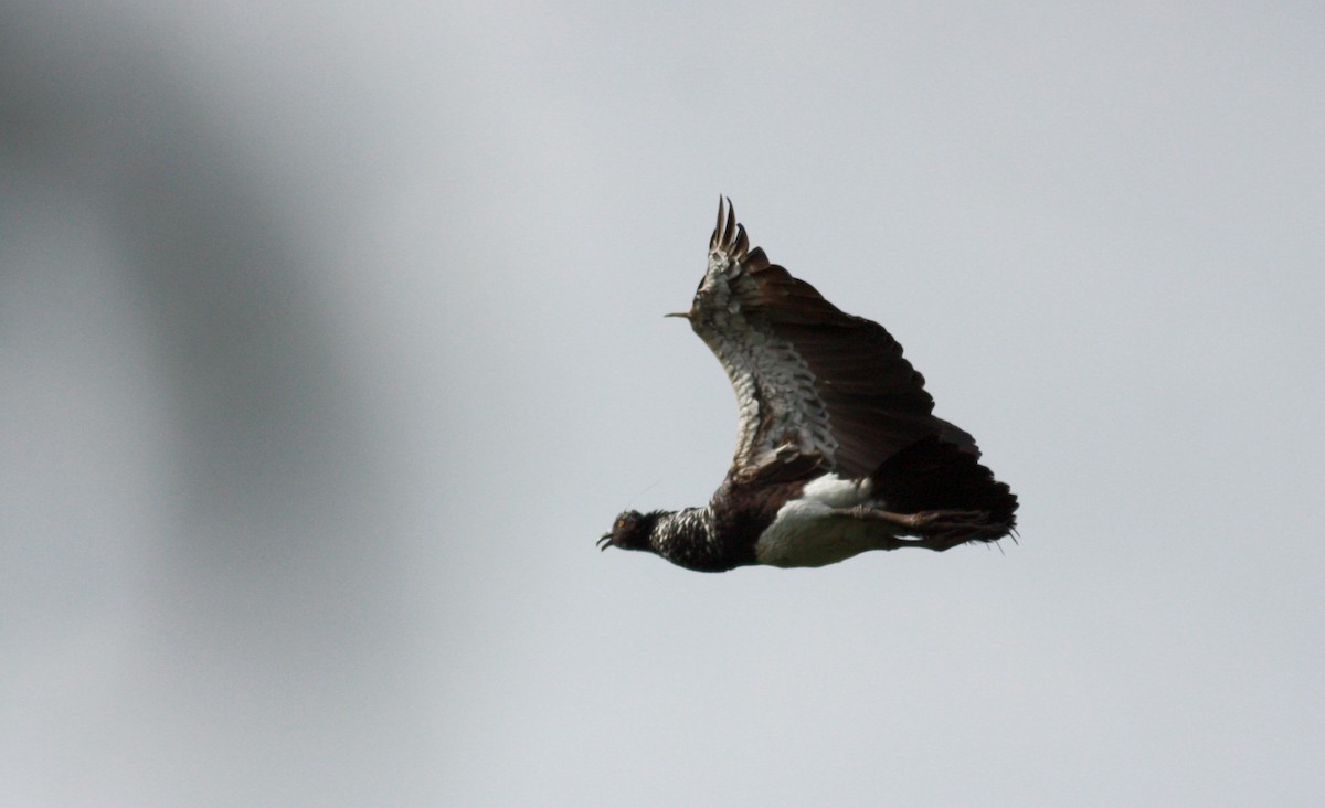 Horned Screamer - Jay McGowan