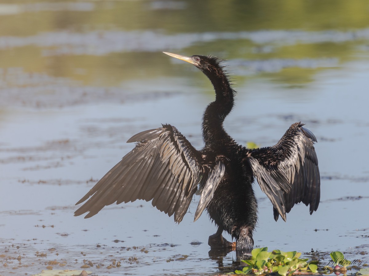 Anhinga - Janey Woodley