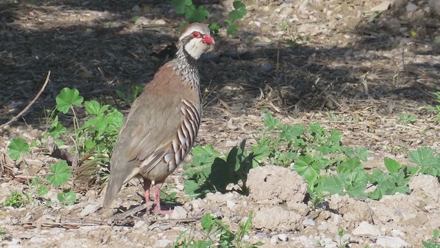 Red-legged Partridge - ML239098051