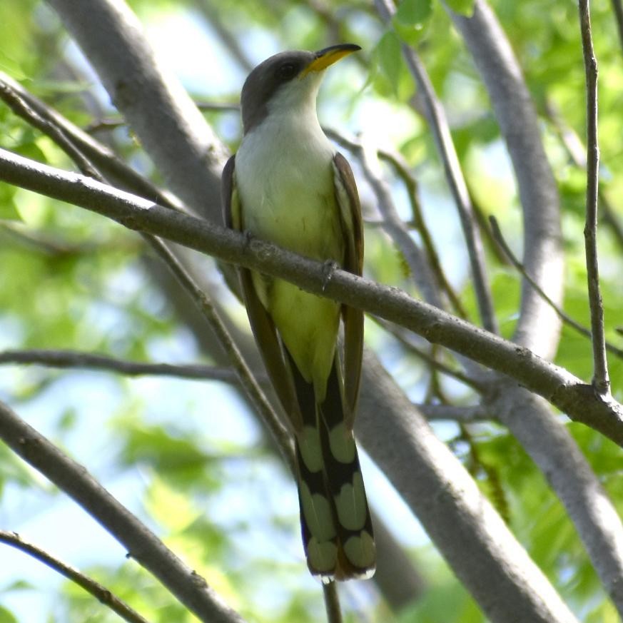 Kukutxo mokohoria - ML239098151