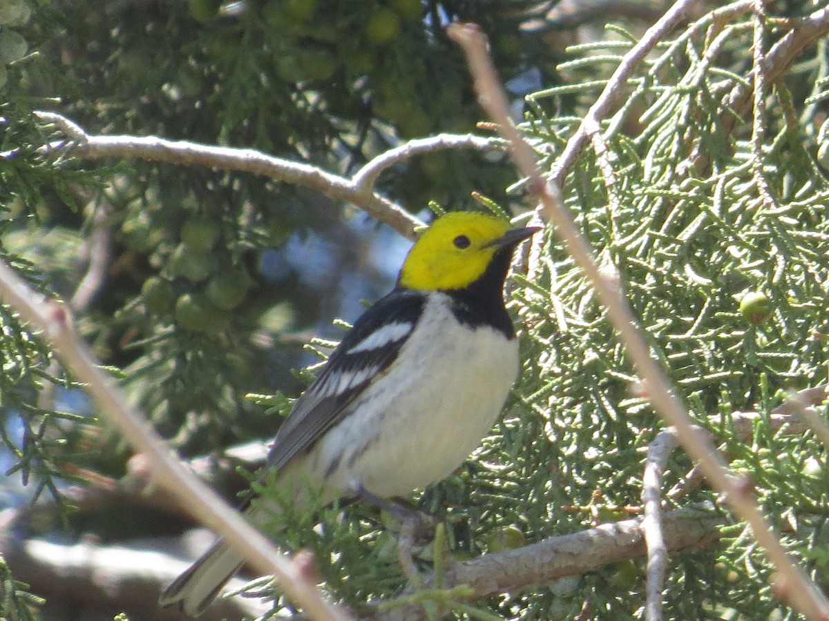 Paruline à tête jaune - ML239100211