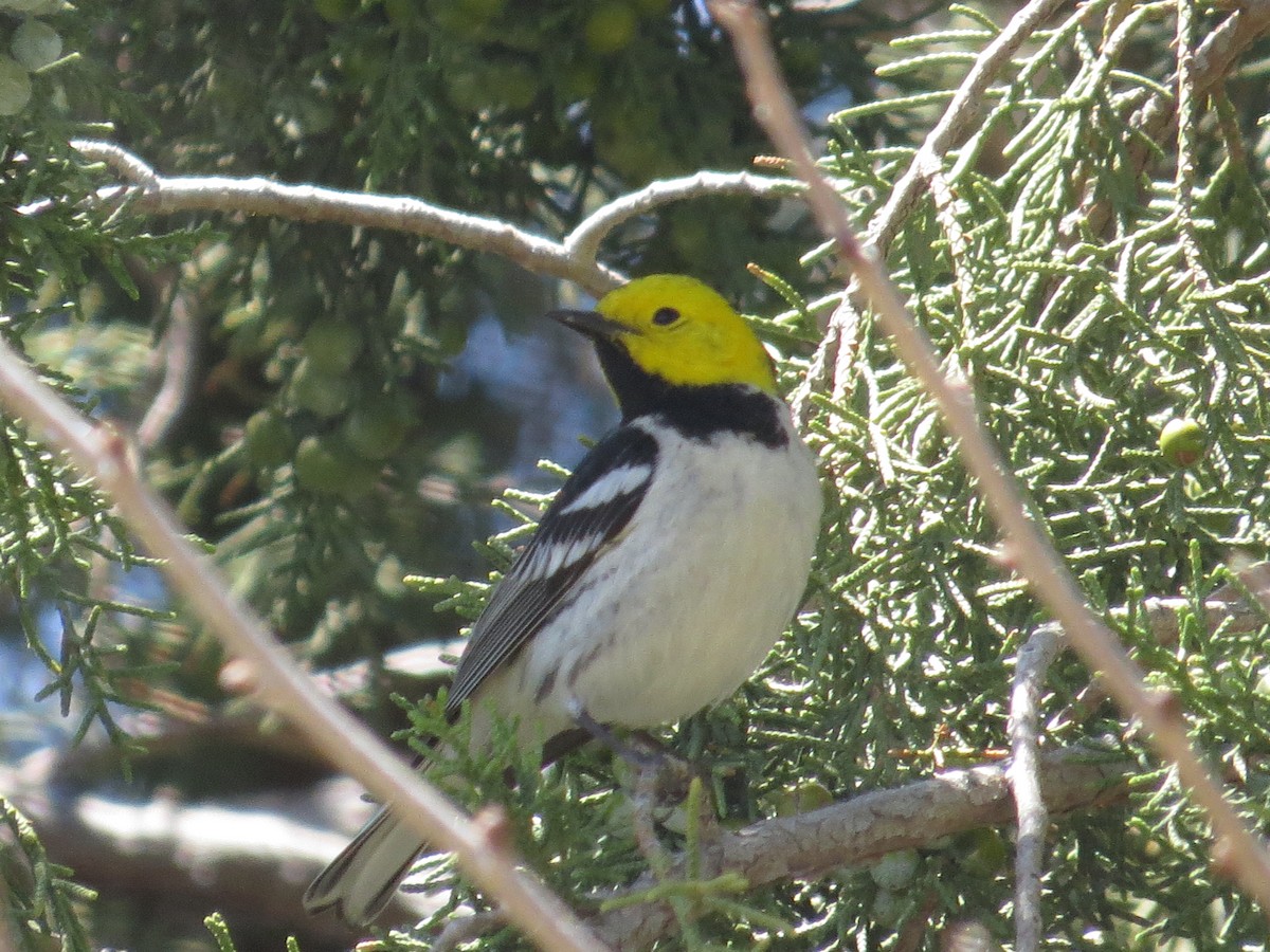 Hermit Warbler - ML239100291