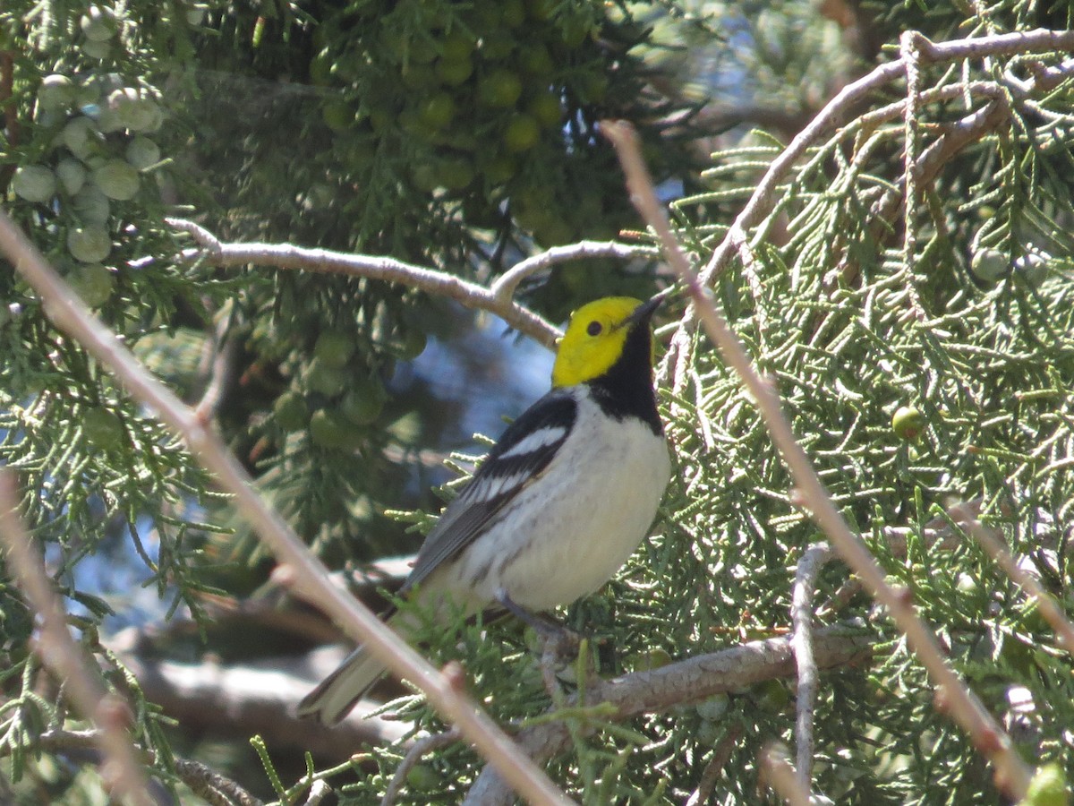 Hermit Warbler - ML239100361