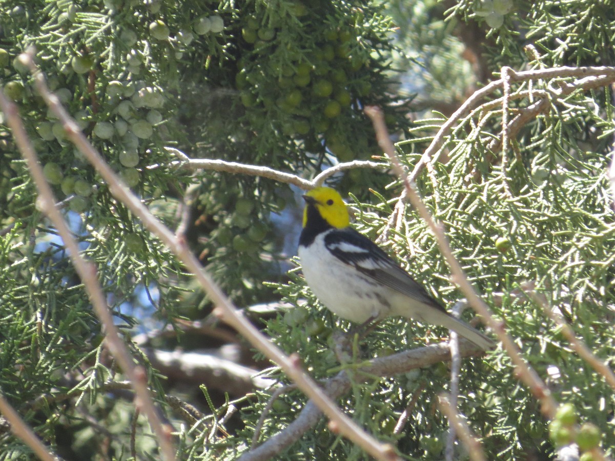 Hermit Warbler - ML239100471