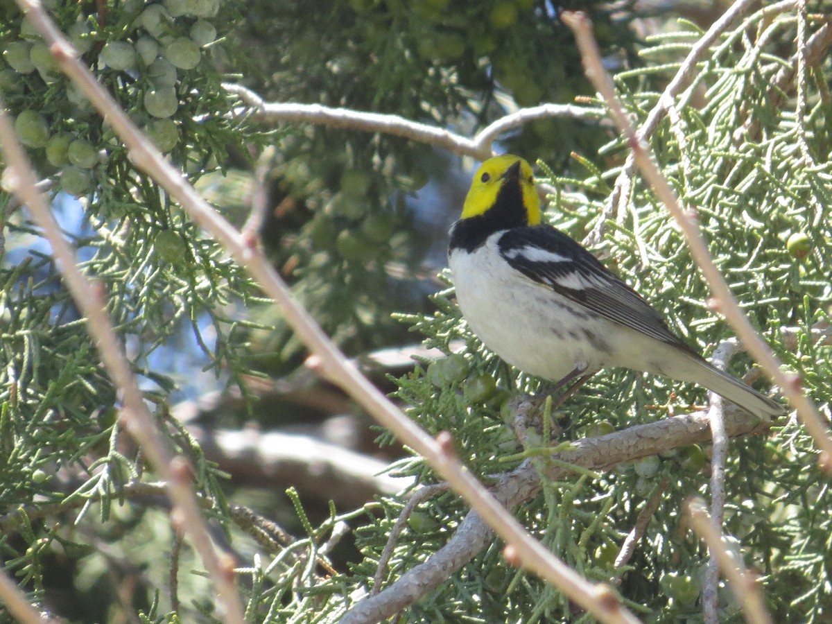 Paruline à tête jaune - ML239100511