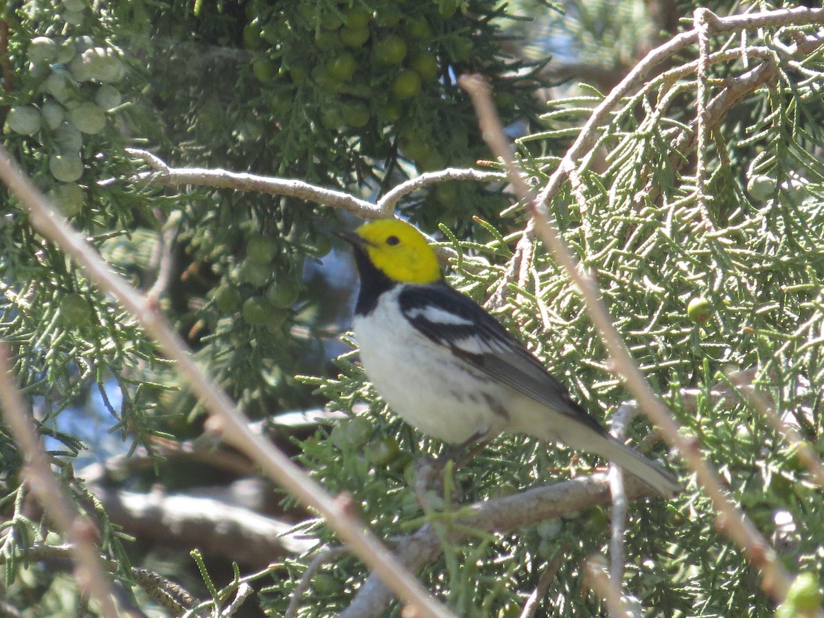 Paruline à tête jaune - ML239100521