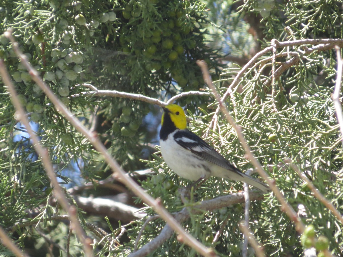 Hermit Warbler - ML239100561