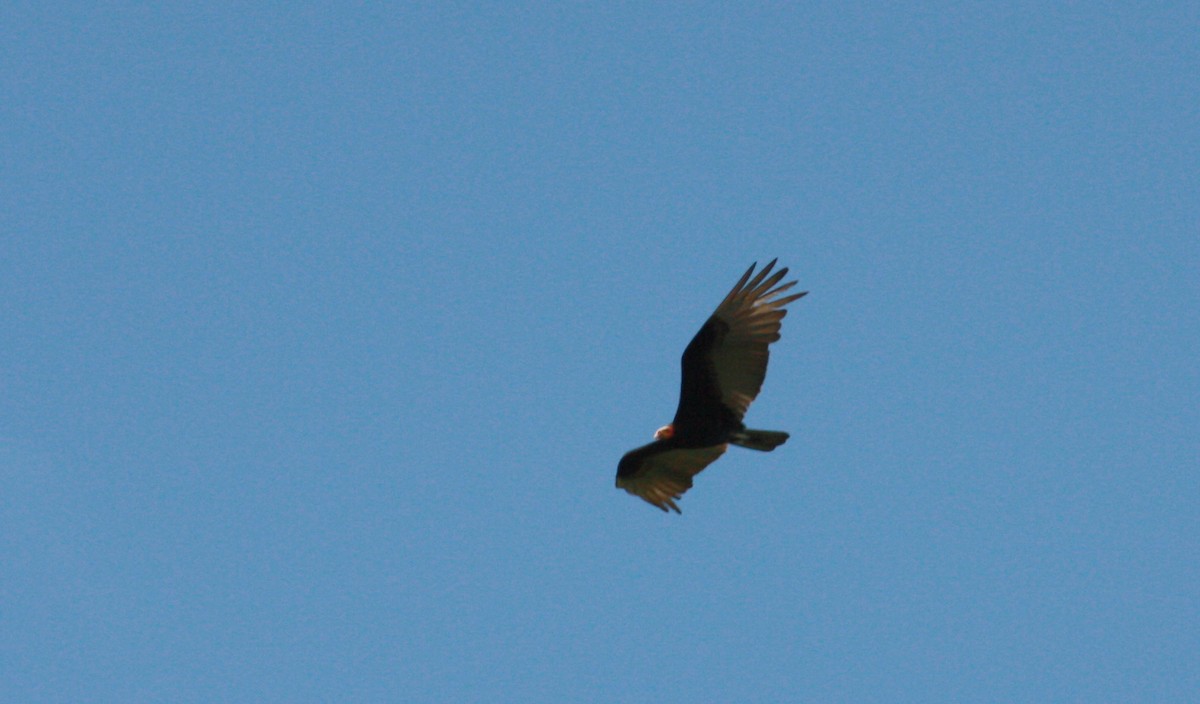 Lesser Yellow-headed Vulture - ML23910121