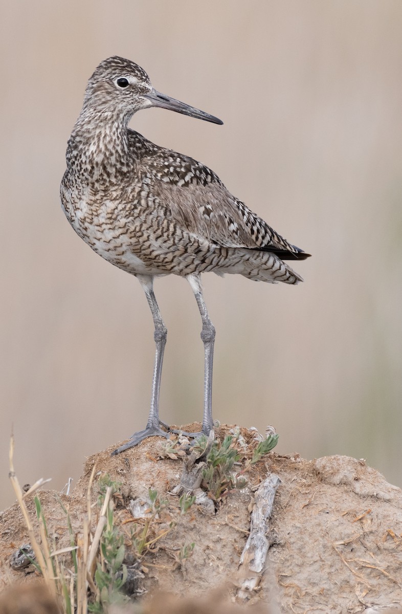 Willet - ML239102471