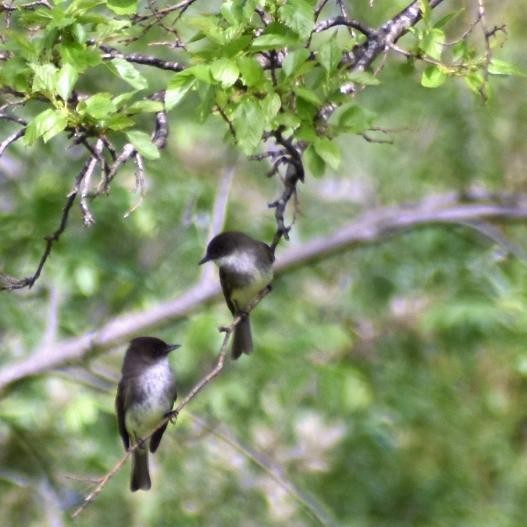 Eastern Phoebe - ML239103541