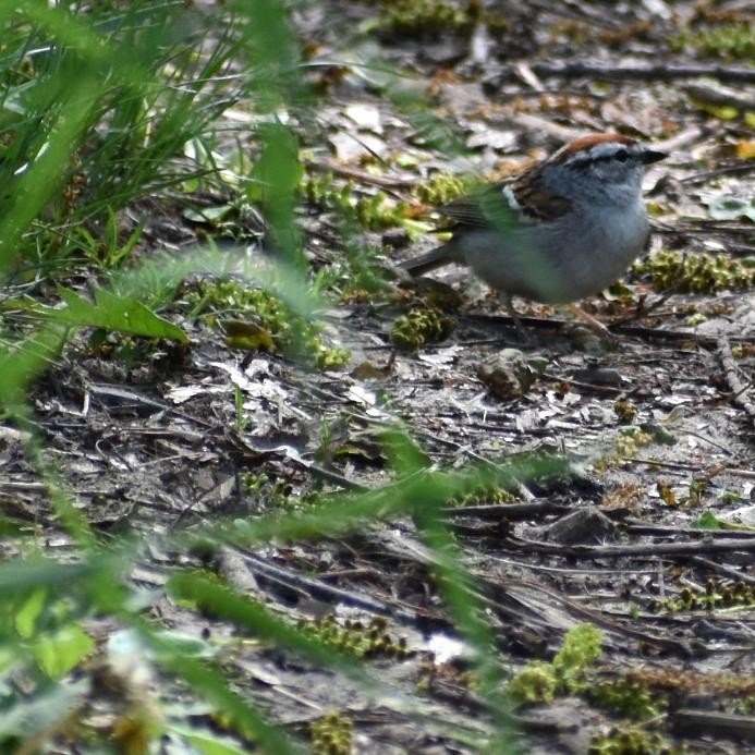 Chipping Sparrow - ML239103671