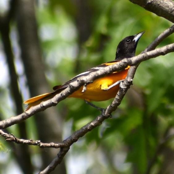 Baltimore Oriole - ML239103691