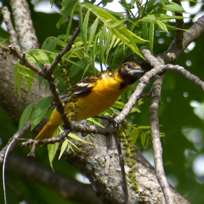 Baltimore Oriole - ML239103711
