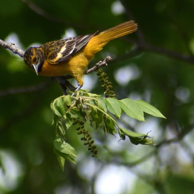 Baltimore Oriole - ML239103721
