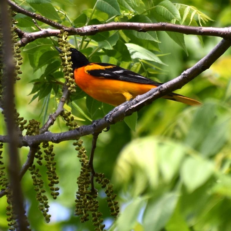 Baltimore Oriole - ML239103731