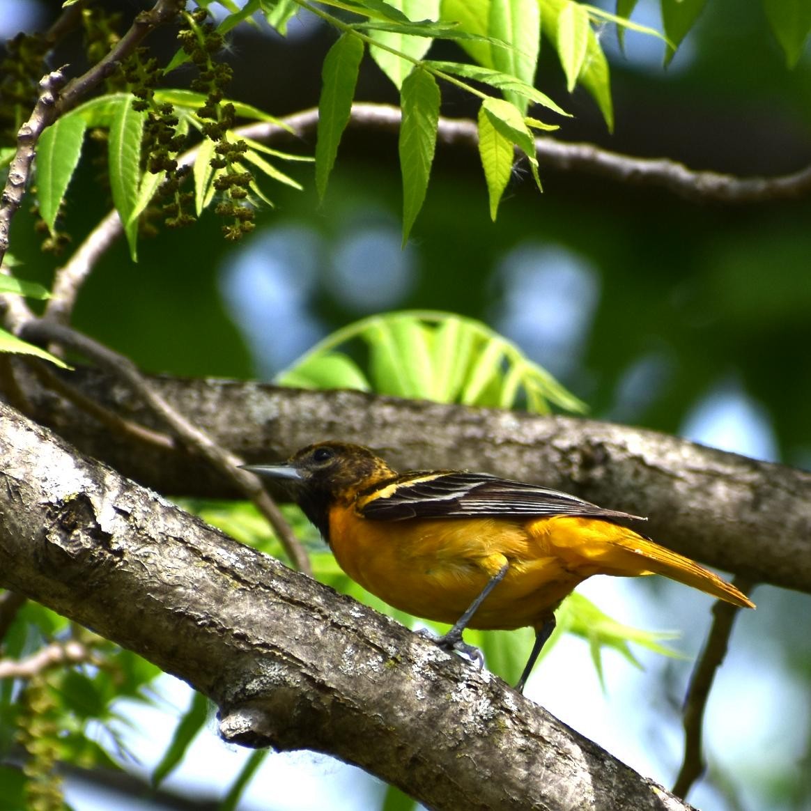 Baltimore Oriole - ML239103741