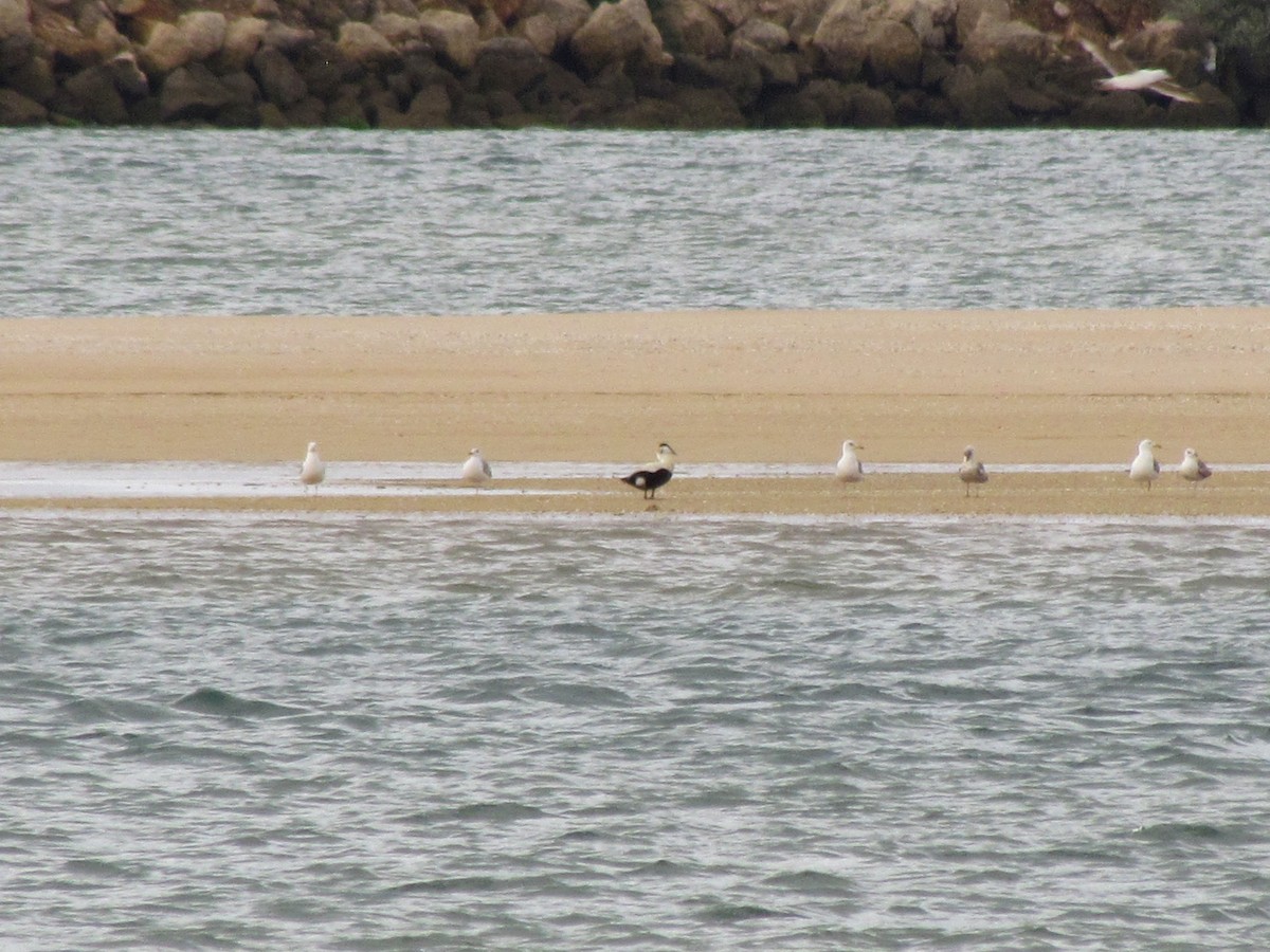 Common Eider - Guillaume Réthoré