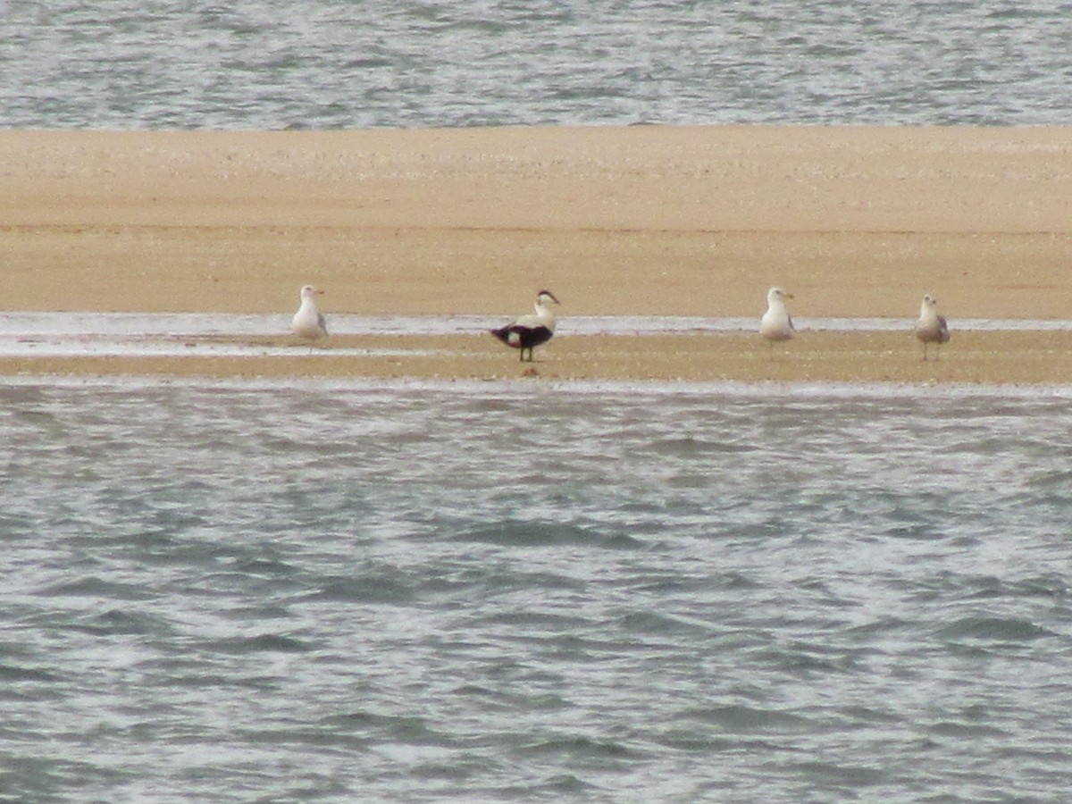 Common Eider - ML239105351