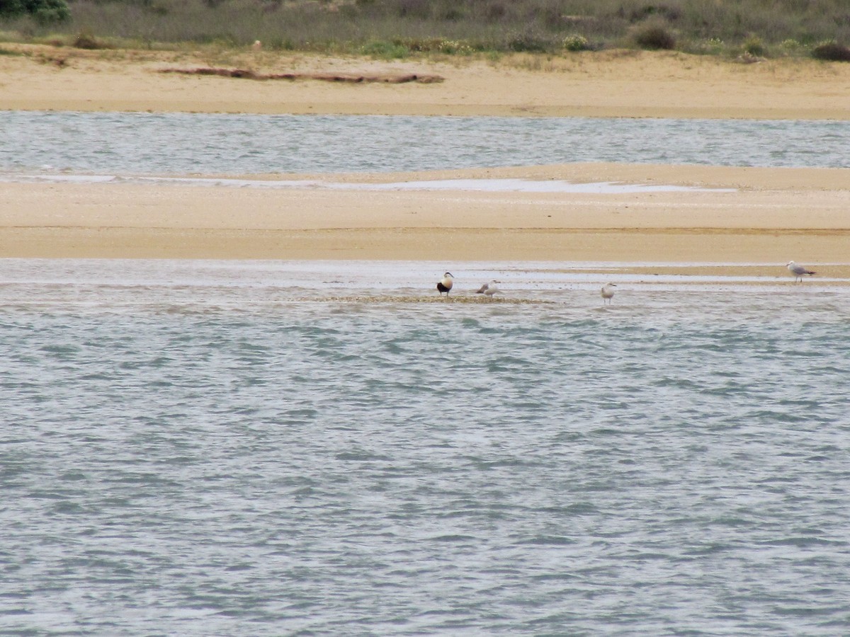 Common Eider - ML239105361