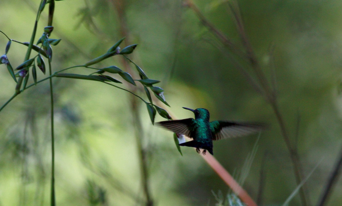 kolibřík modroocasý - ML23910651
