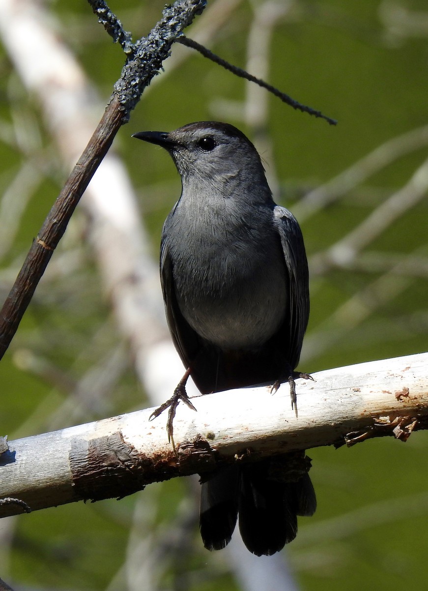 Gray Catbird - Anna Hodgkins