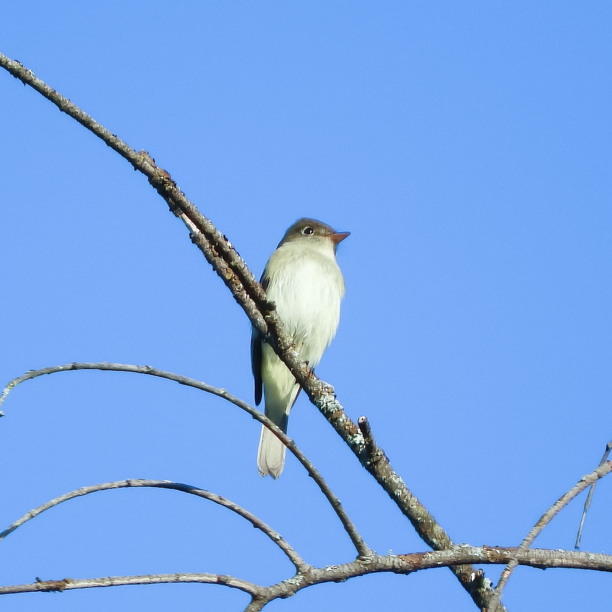 Alder Flycatcher - ML239106991