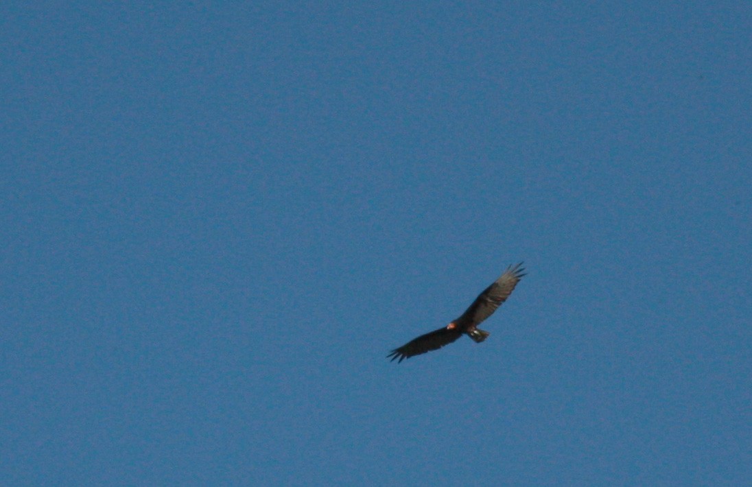 Lesser Yellow-headed Vulture - ML23910771