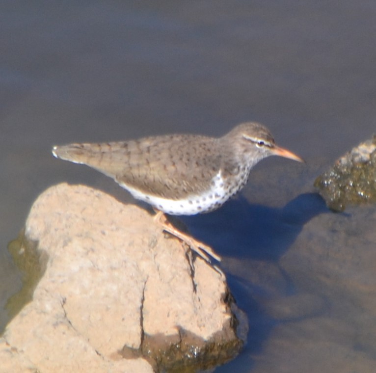 Spotted Sandpiper - ML239107961