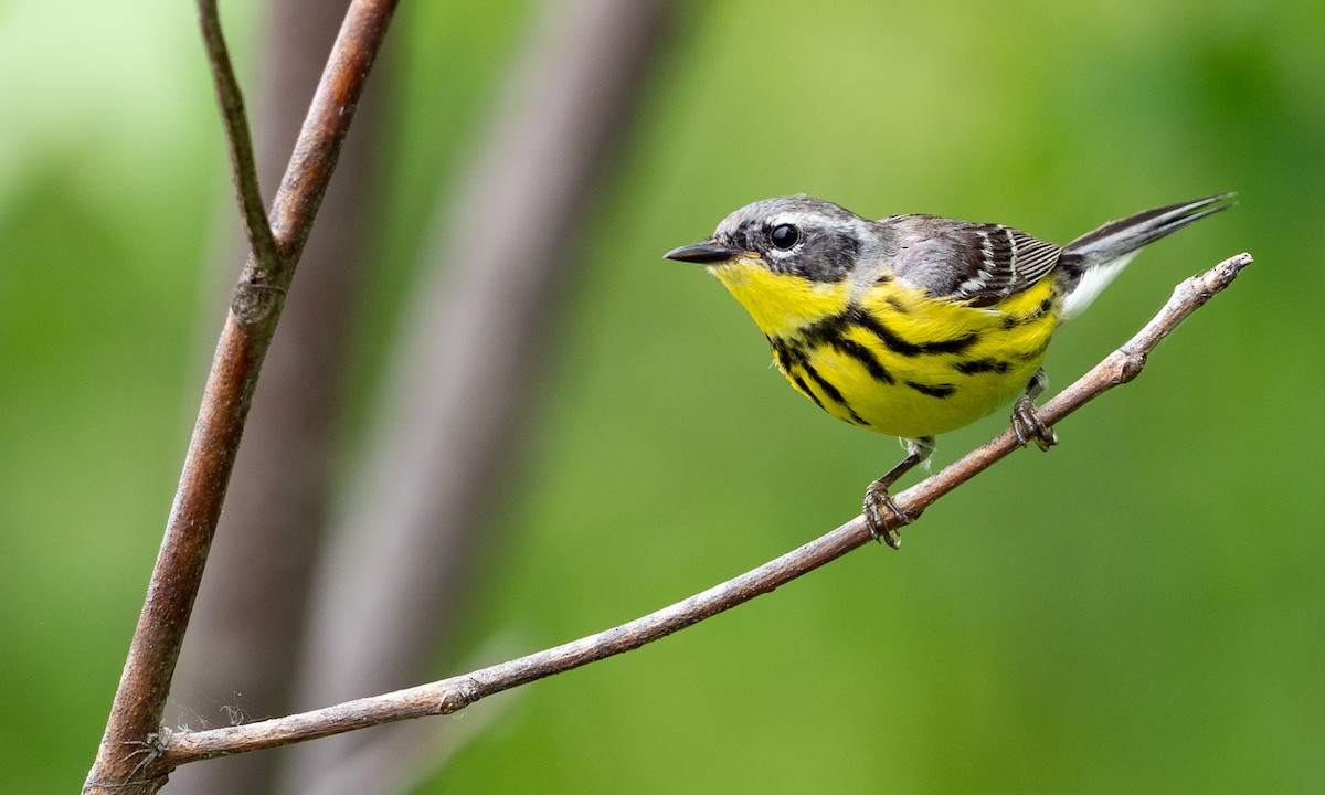 Magnolia Warbler - ML239107971