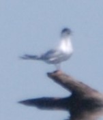 Common Tern - ML239108151