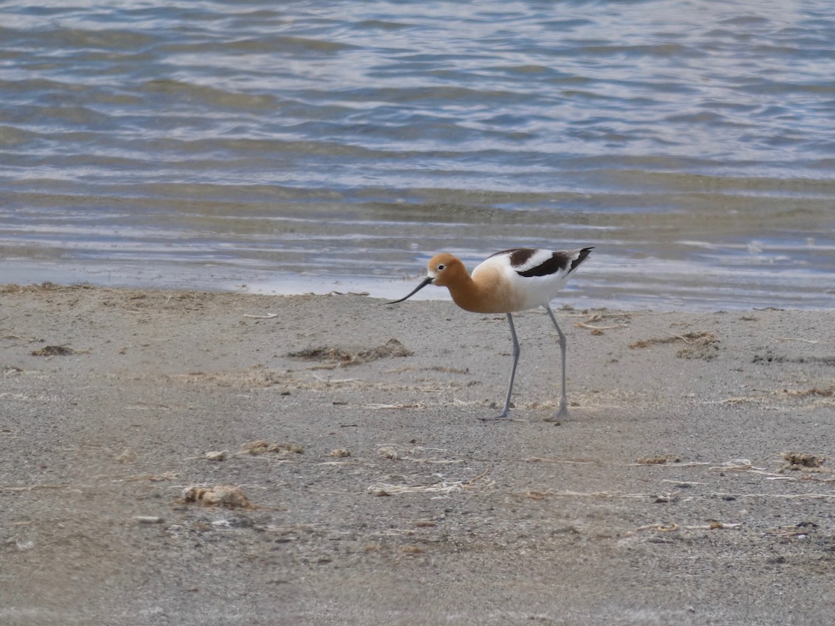 American Avocet - ML239108221