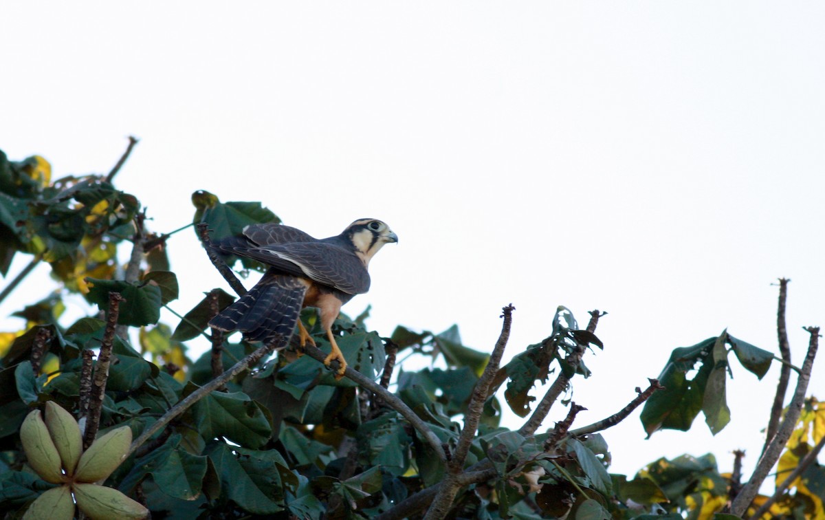 Aplomado Falcon - ML23910911