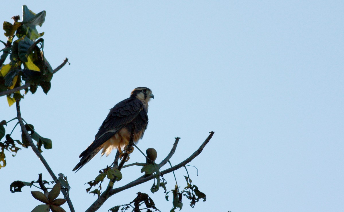 Aplomado Falcon - ML23910921