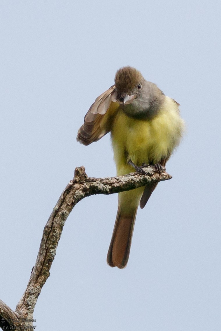 Great Crested Flycatcher - ML239109541