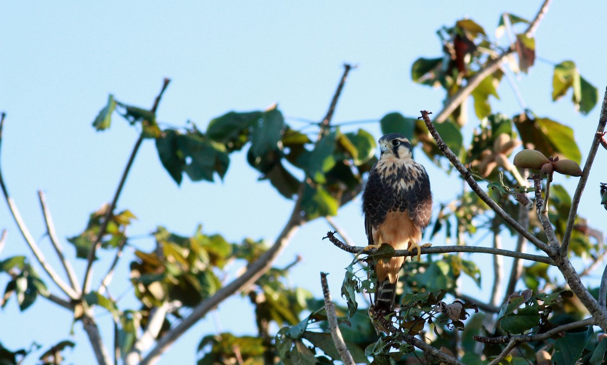 Aplomado Falcon - ML23910961