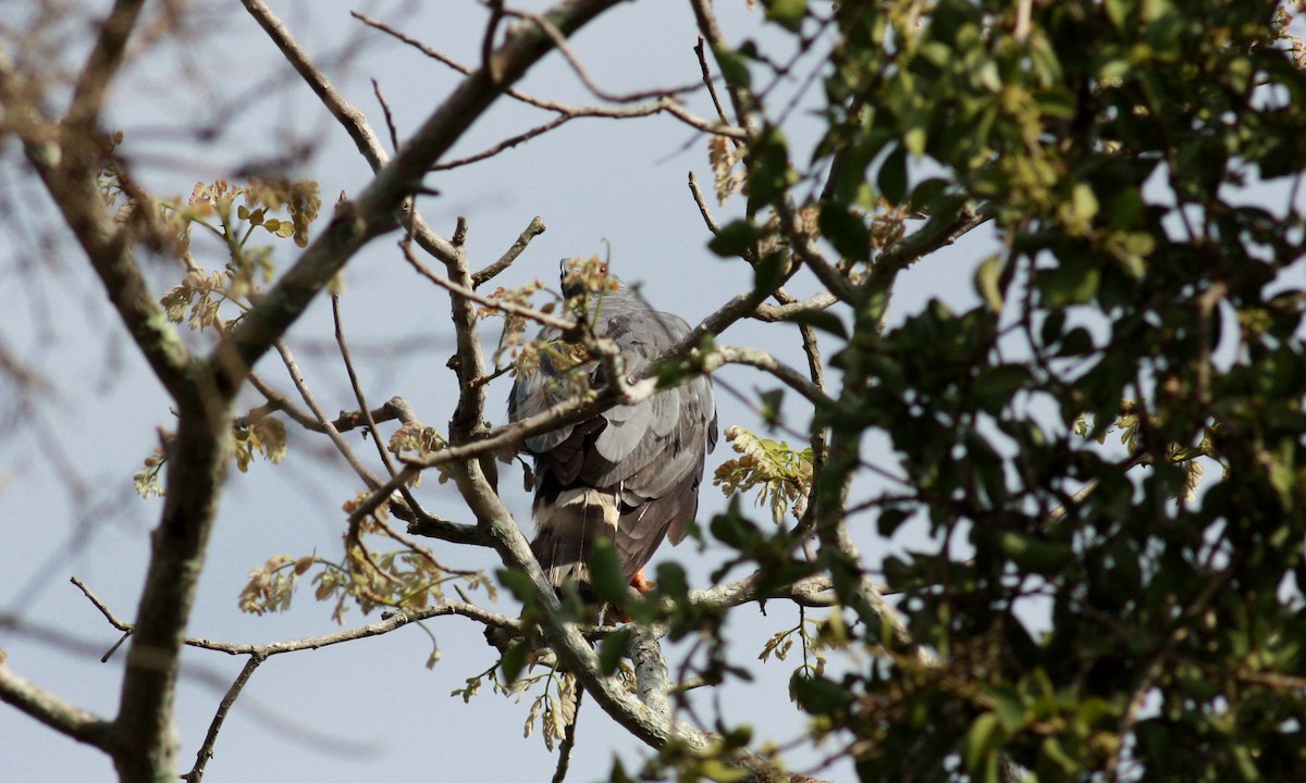 Turna Atmacası (caerulescens) - ML23911091