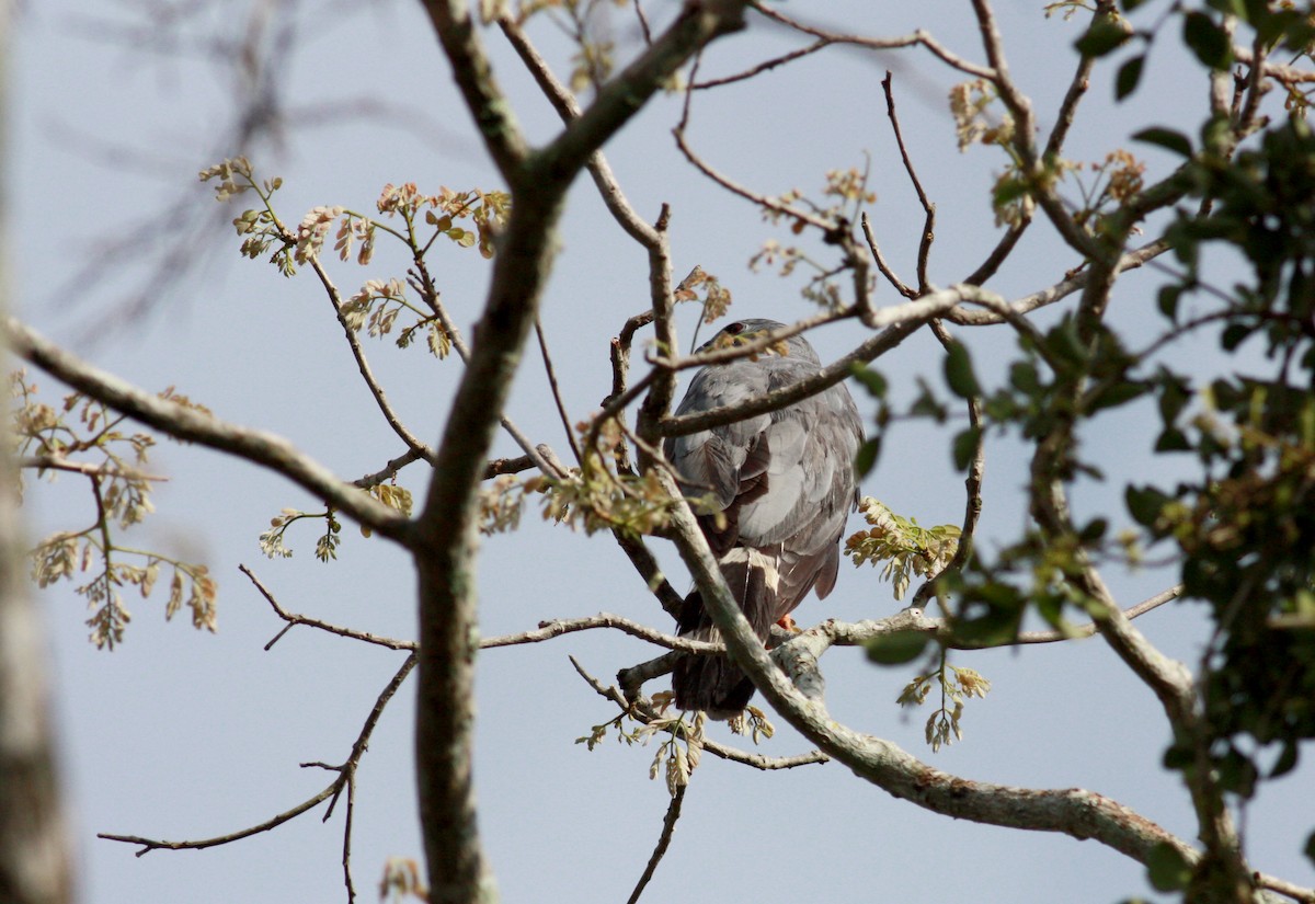 Turna Atmacası (caerulescens) - ML23911111