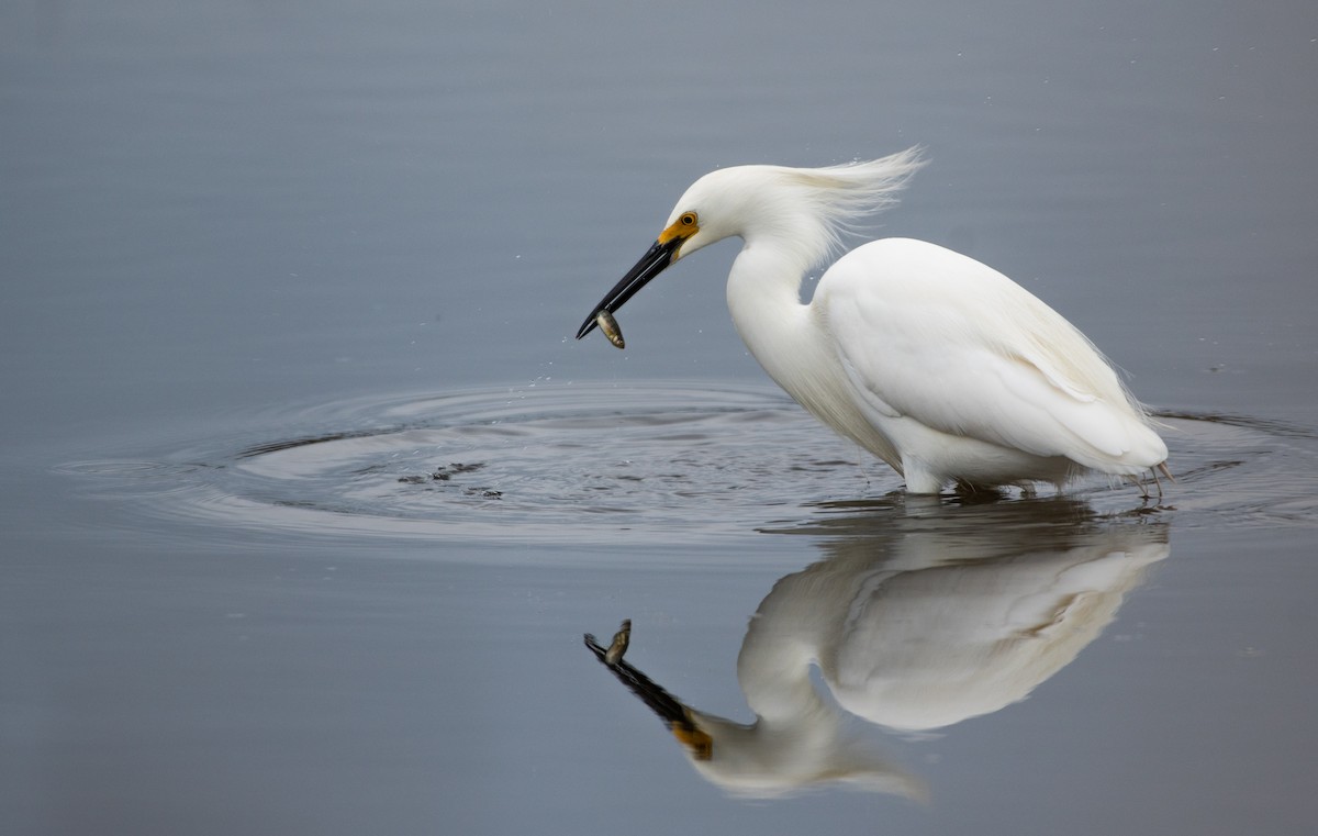 Snowy Egret - Patrick Shure