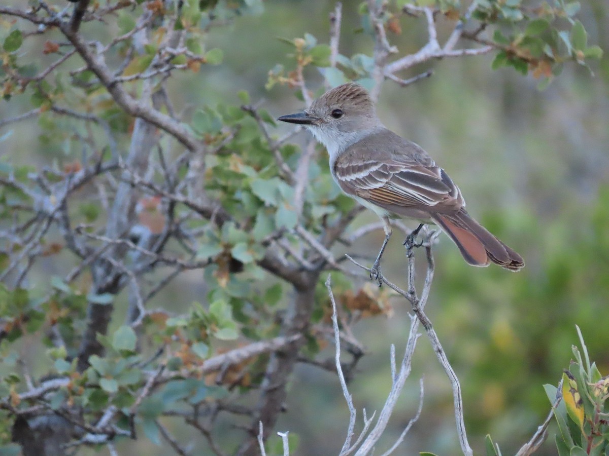 Ash-throated Flycatcher - ML239112251