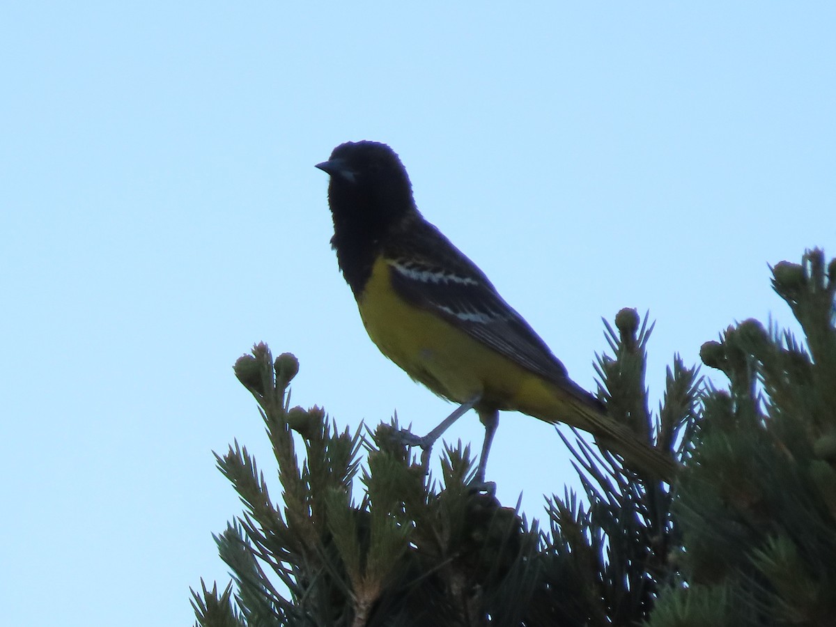 Scott's Oriole - Anne (Webster) Leight