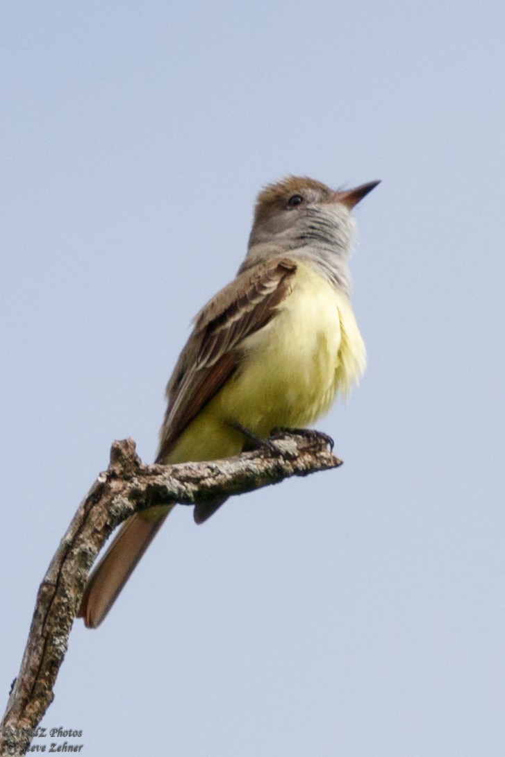 Great Crested Flycatcher - ML239113181